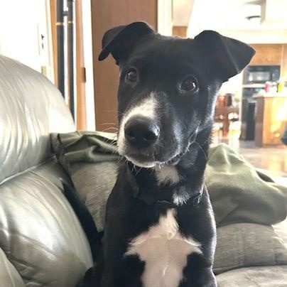 Enlarge **COLBY**, a Adoptable mixed breed in North Prairie, WI image 1/3