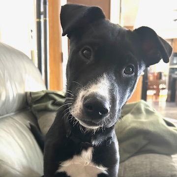**COLBY**, Adoptable, Puppy Male Australian Cattle Dog / Blue Heeler.