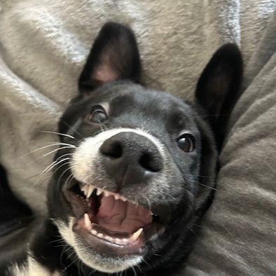 Enlarge **COLBY**, a Adoptable mixed breed in North Prairie, WI image 3/3