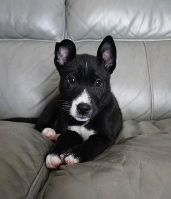 **COLBY**, Adoptable, Puppy Male Australian Cattle Dog / Blue Heeler.