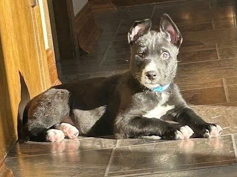 Enlarge **COLBY**, a Adoptable Australian Cattle Dog / Blue Heeler in North Prairie, WI image 2/2