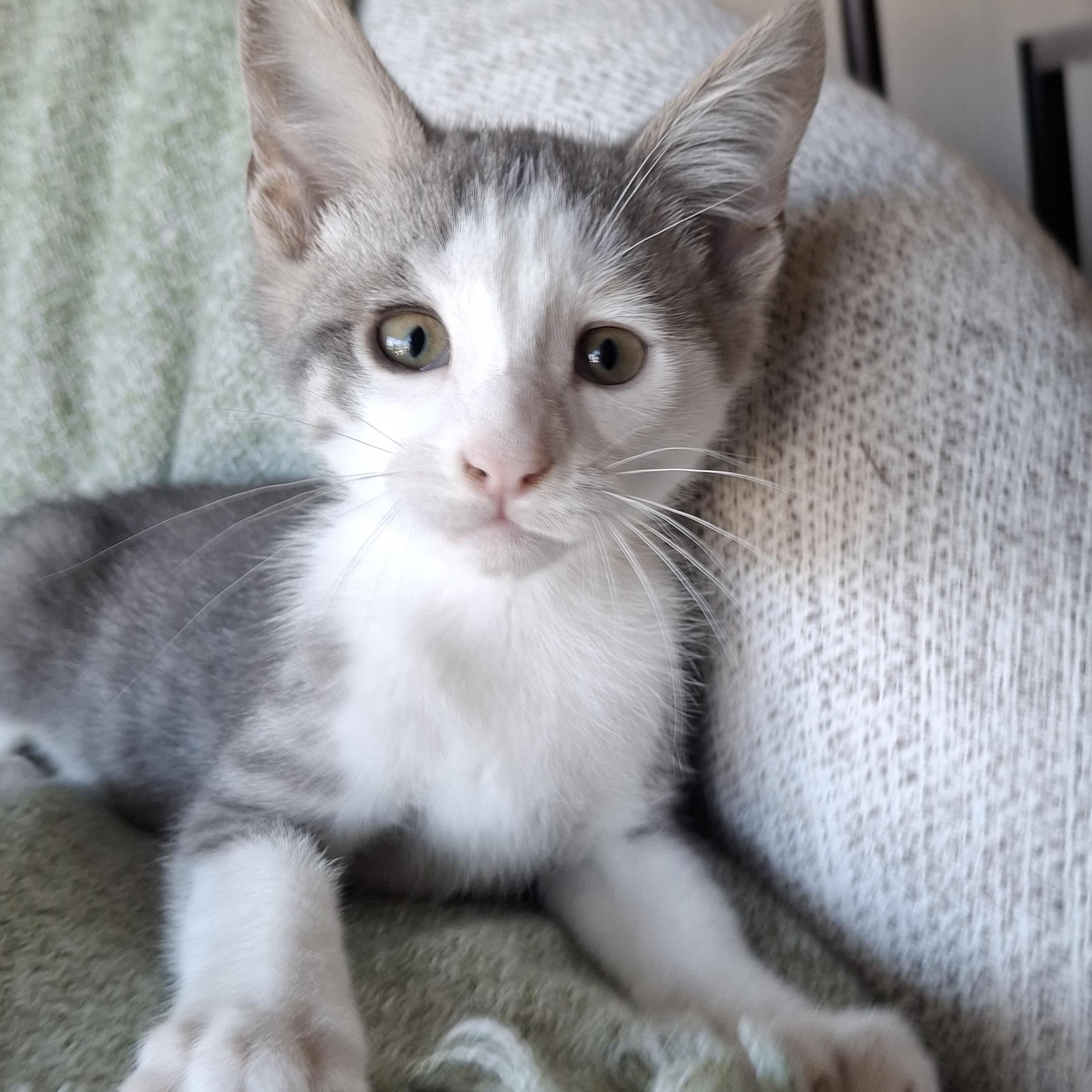 Robin, an adopted mixed breed in Yorba Linda, CA image 1/6