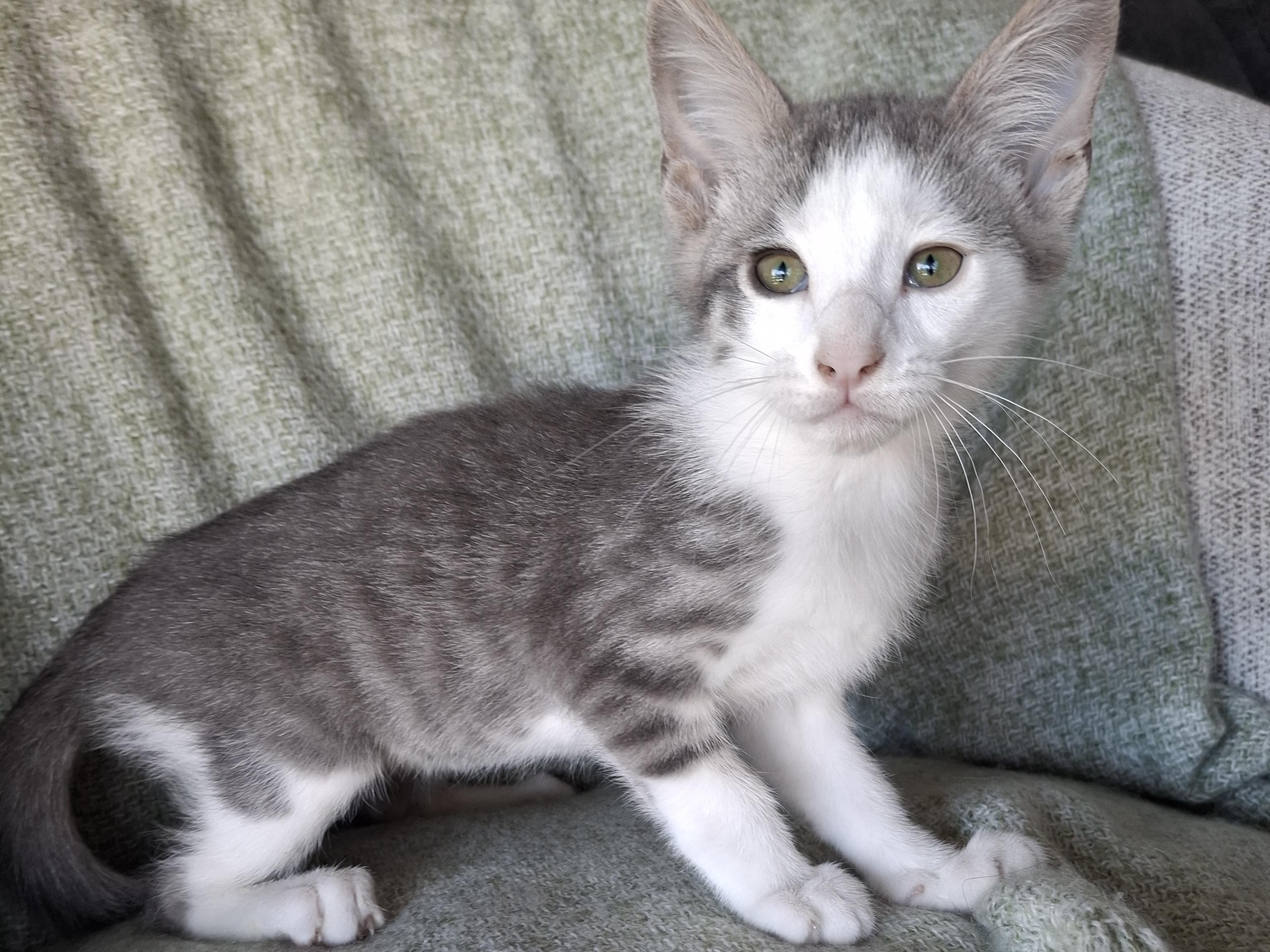 Robin, an adopted mixed breed in Yorba Linda, CA image 4/6