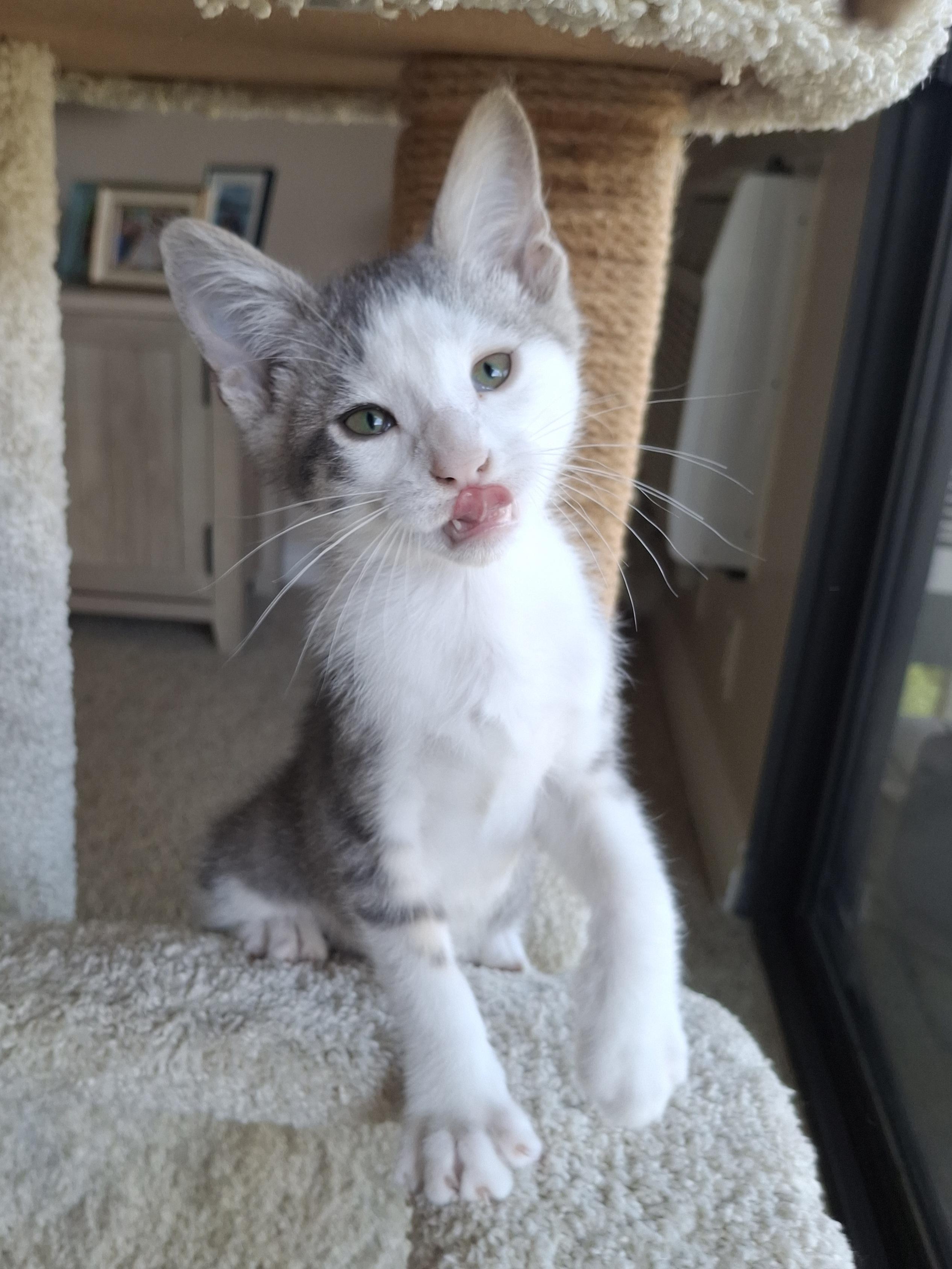 Robin, an adopted mixed breed in Yorba Linda, CA image 5/6