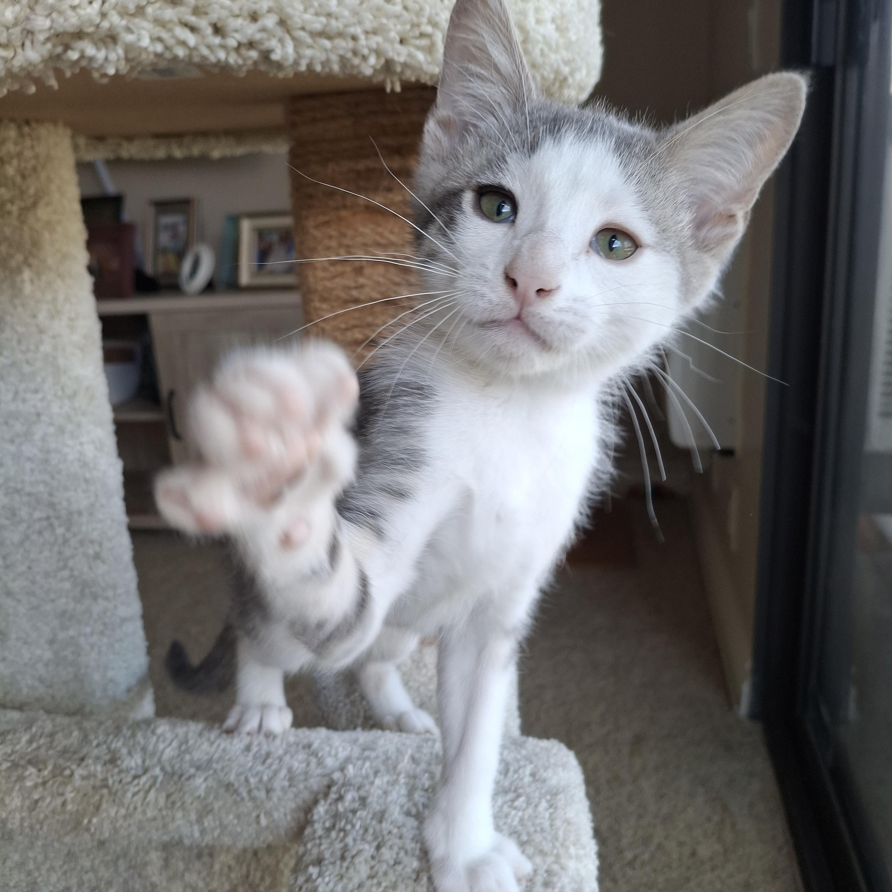 Robin, an adopted mixed breed in Yorba Linda, CA image 6/6