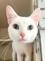 Lego, Adoptable, Adult Male Domestic Short Hair.