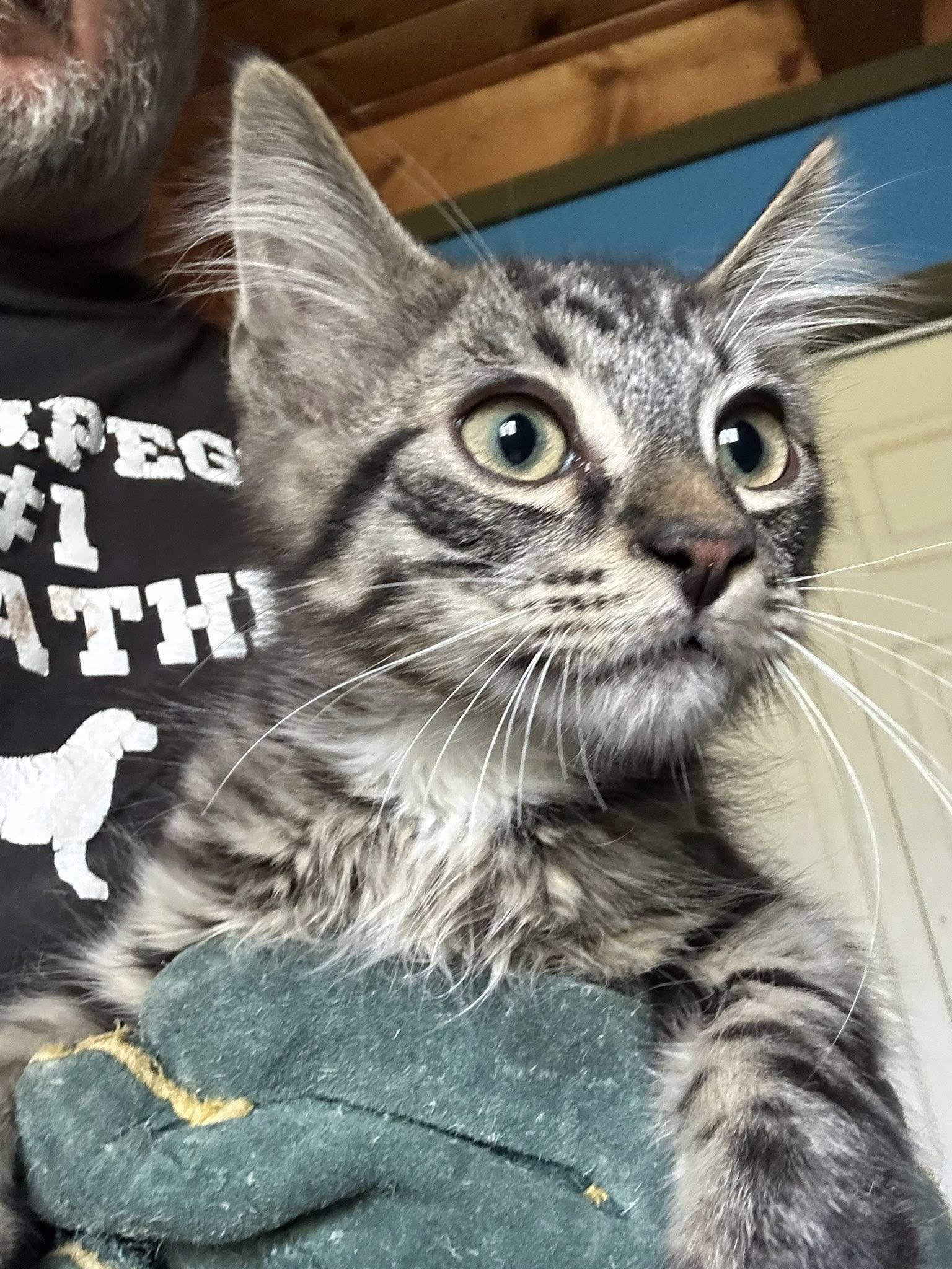 Evans, Adoptable, Kitten Male Tabby.