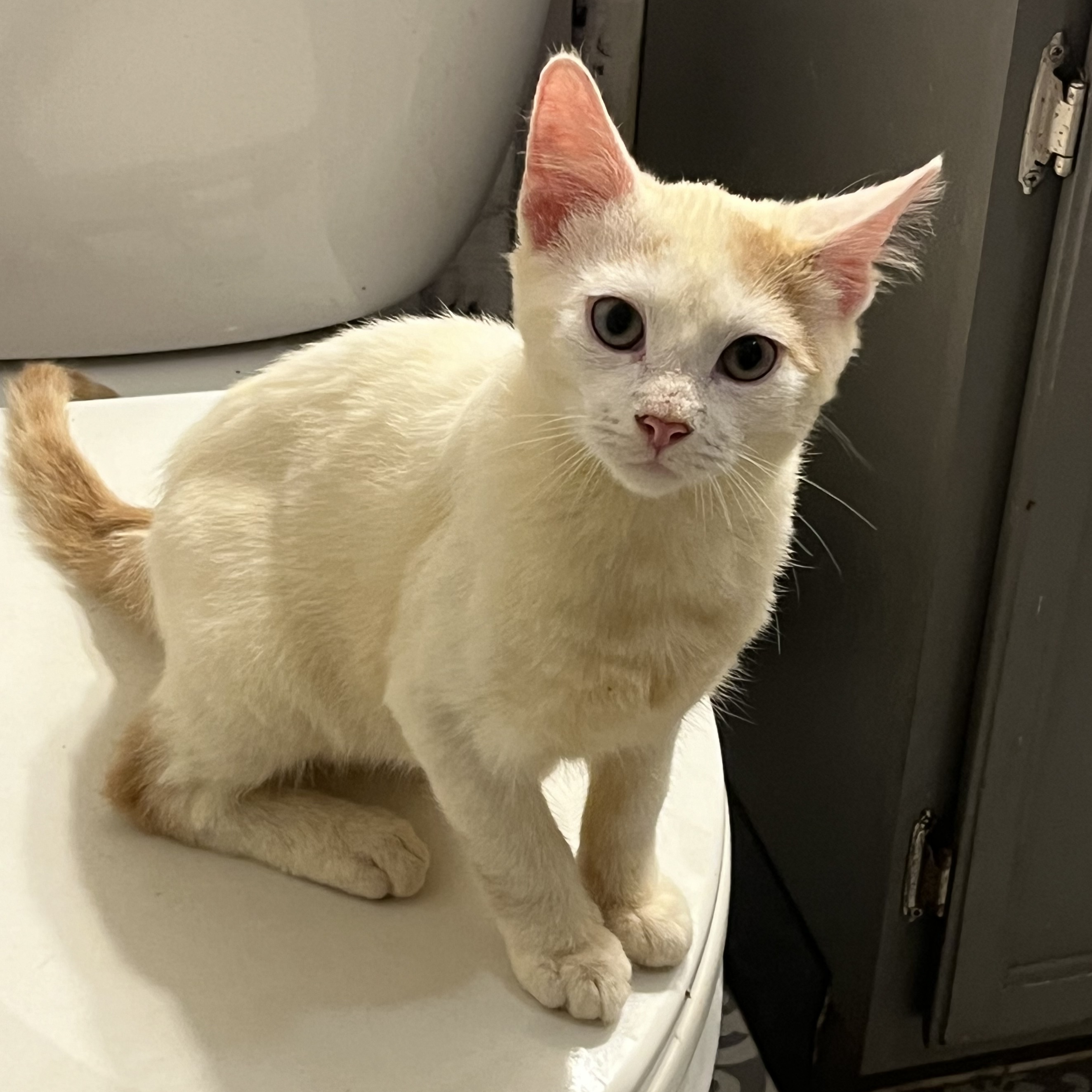 Cat for adoption Croissant, a Domestic Short Hair in Madison, WI