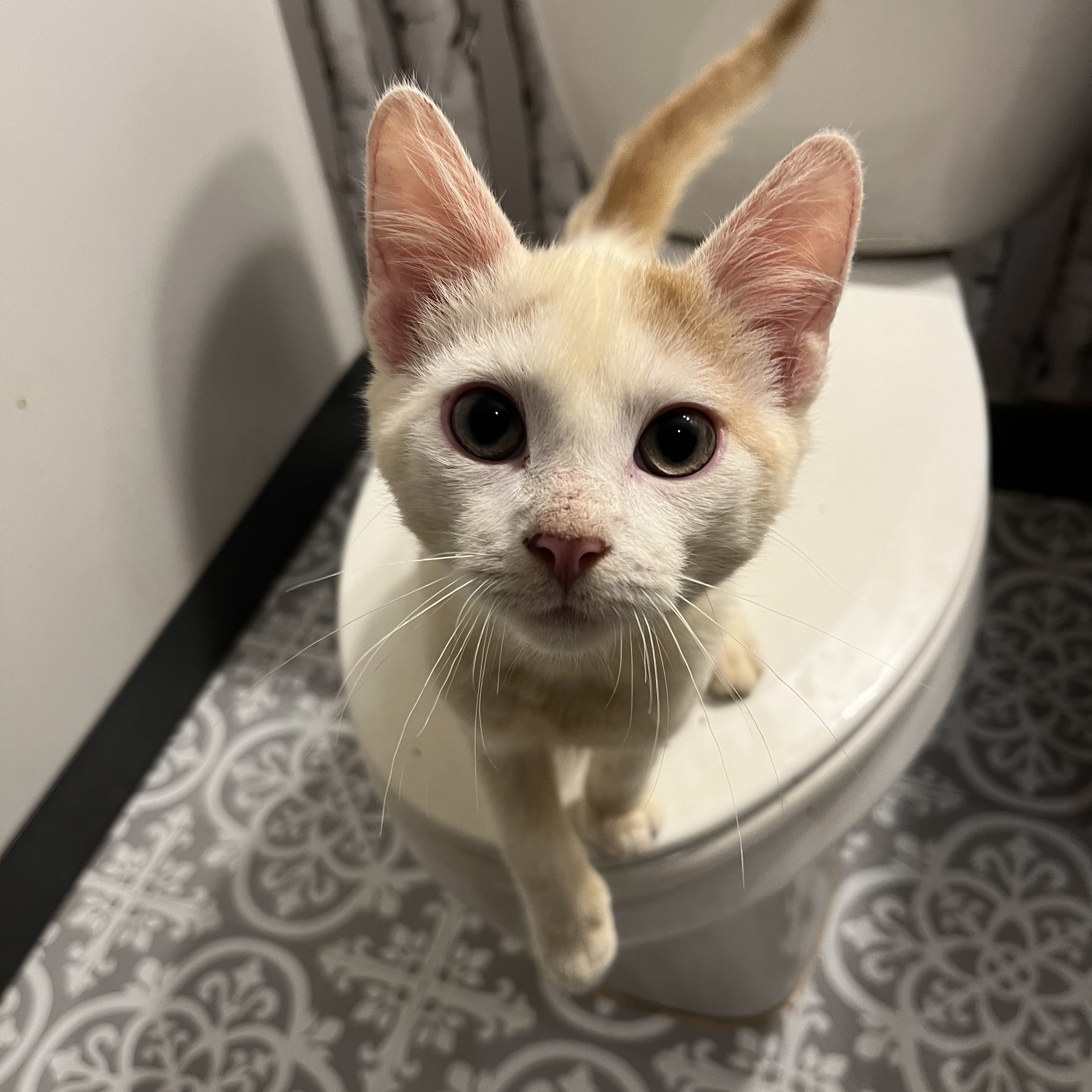 Cat for adoption Croissant, a Domestic Short Hair in Madison, WI