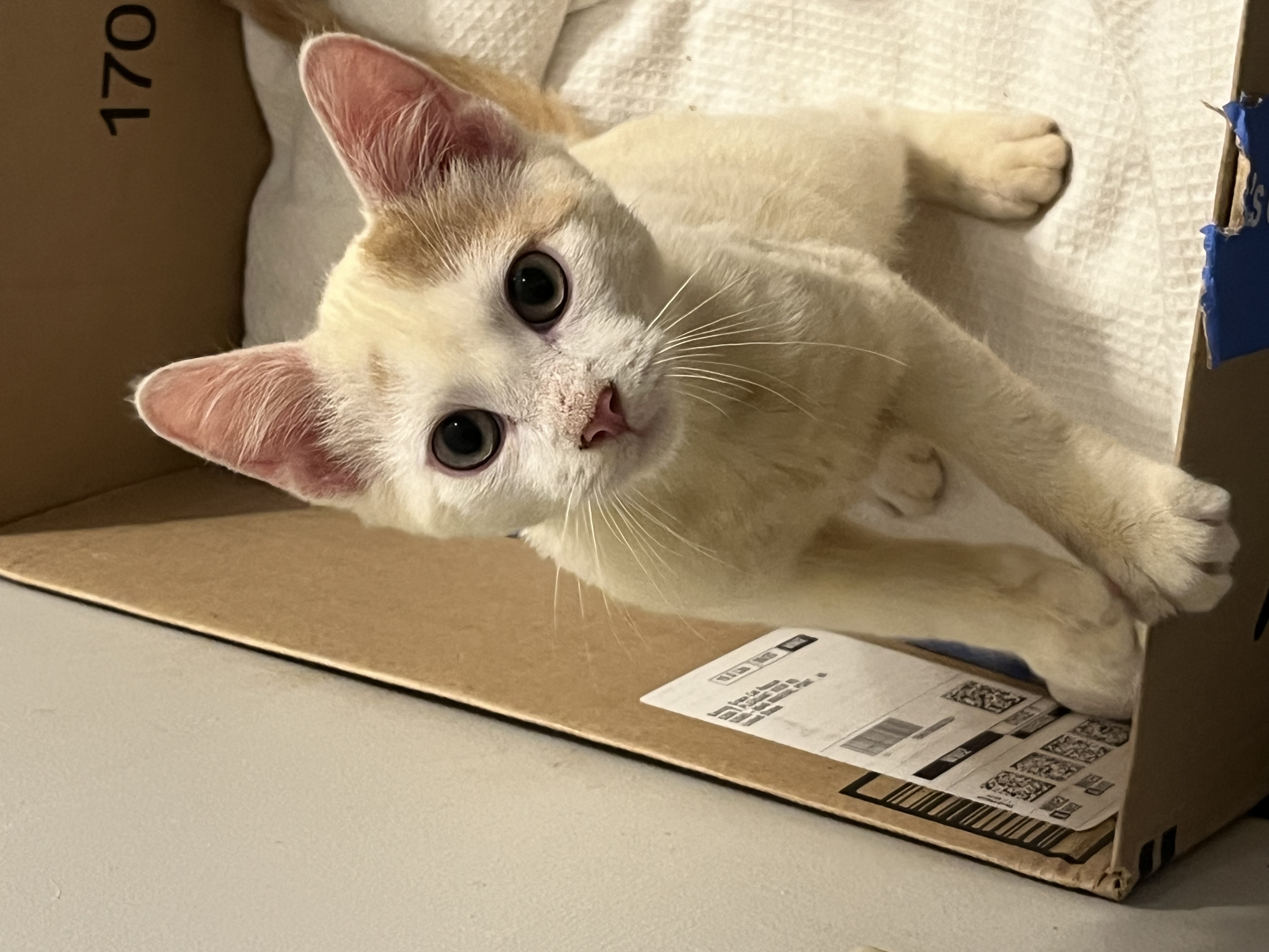 Cat for adoption Croissant, a Domestic Short Hair in Madison, WI