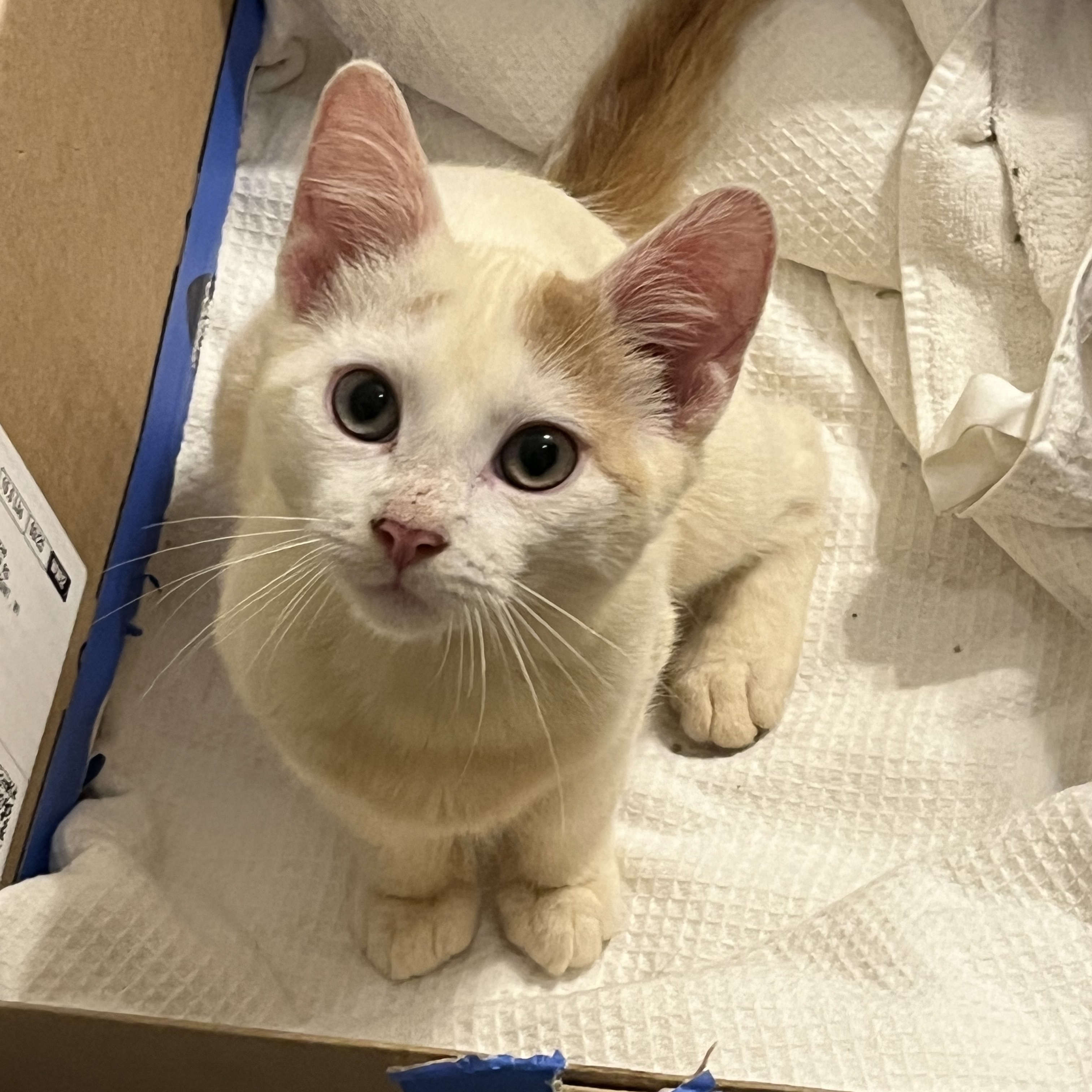 Cat for adoption Croissant, a Domestic Short Hair in Madison, WI