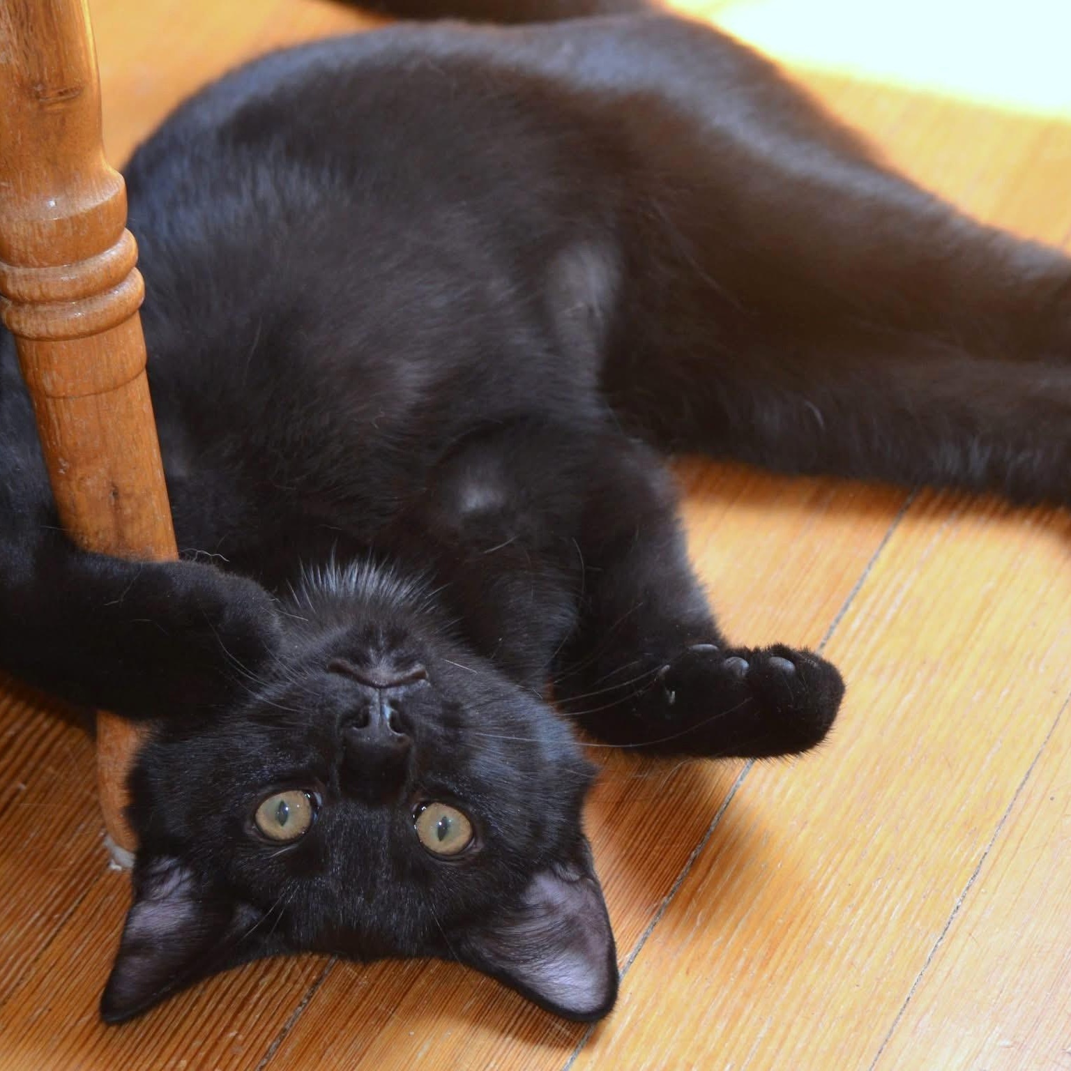 Apollo and Gemini, a ADOPTABLE Domestic Short Hair in West Orange, NJ image 2/4