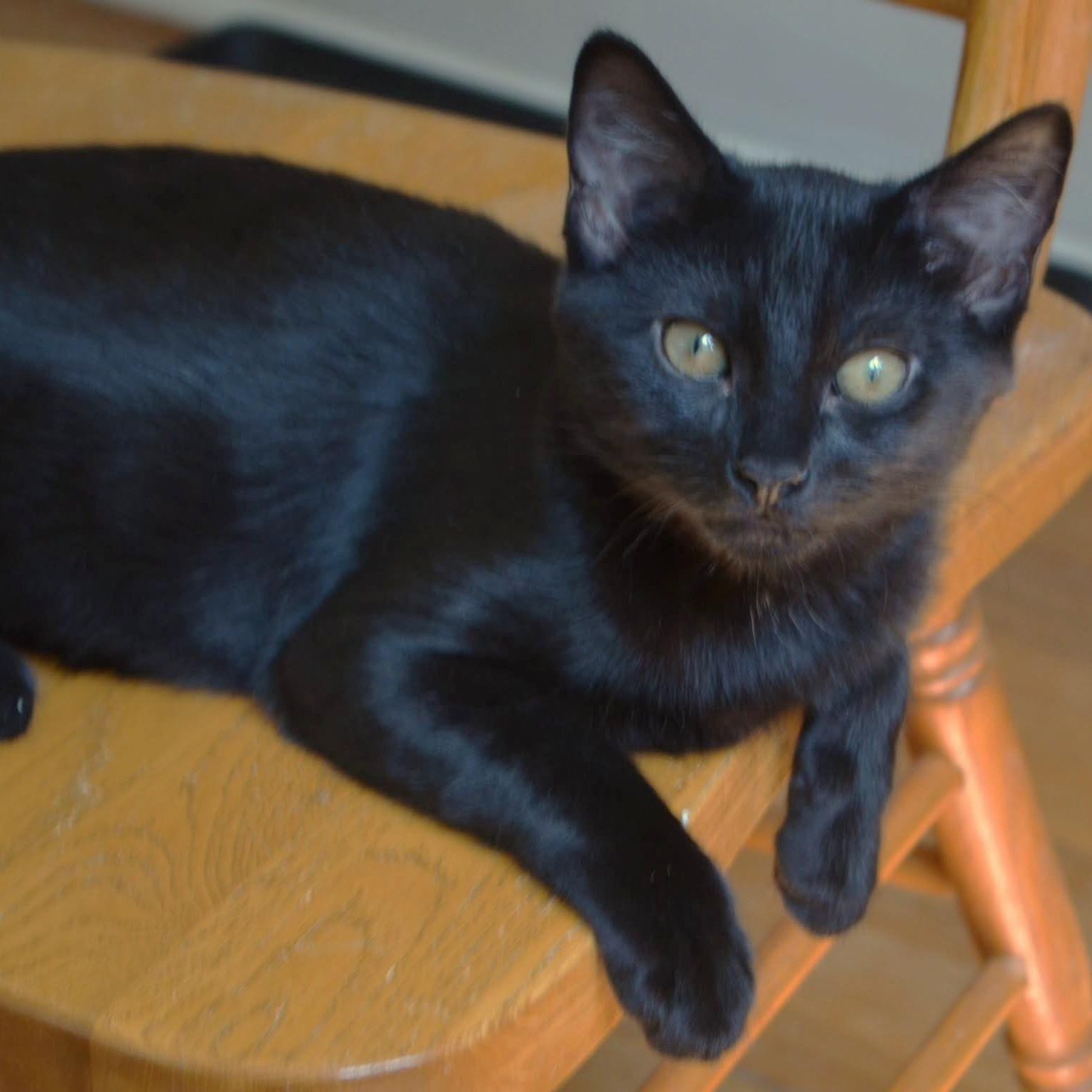 Apollo and Gemini, a ADOPTABLE Domestic Short Hair in West Orange, NJ image 4/4