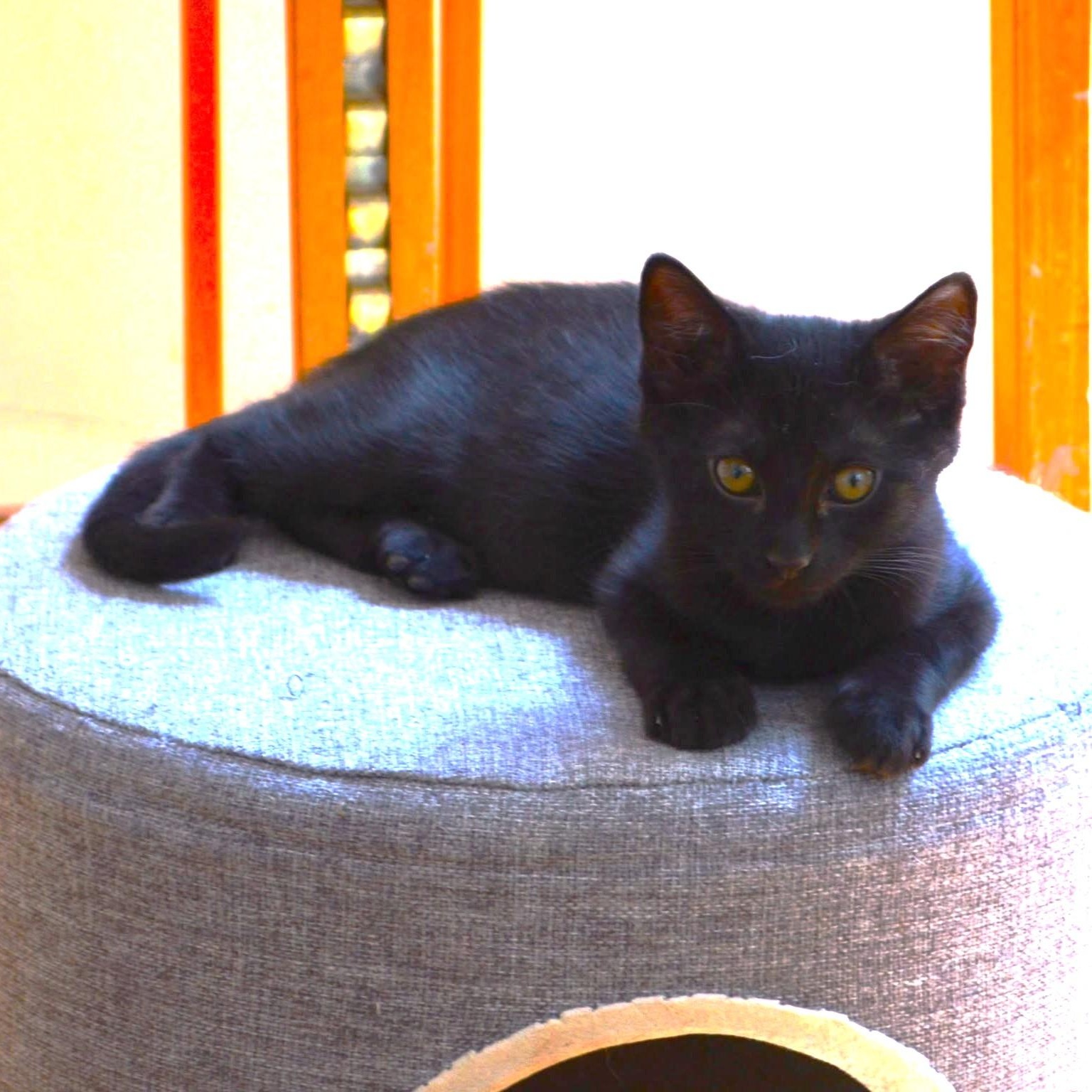 Apollo and Gemini, a ADOPTABLE Domestic Short Hair in West Orange, NJ image 3/4