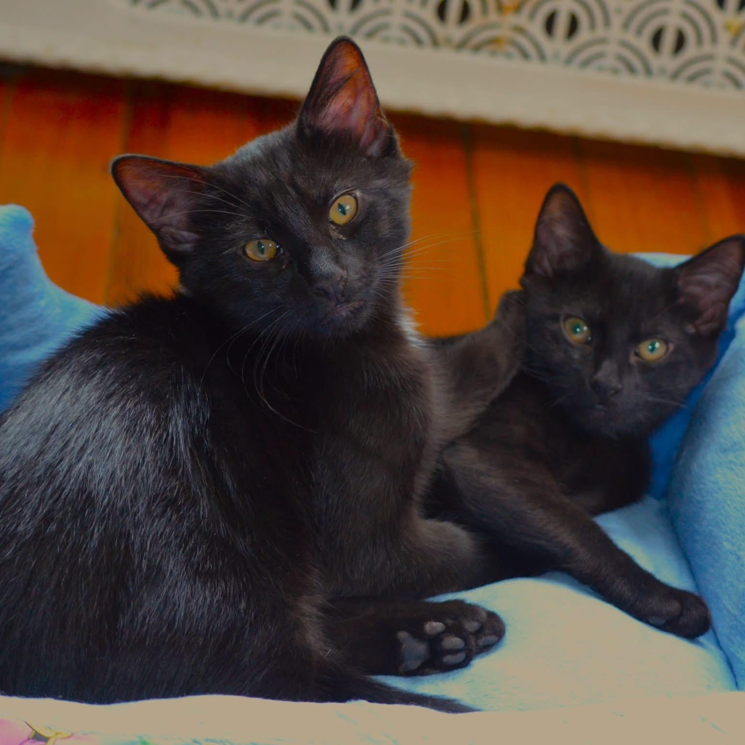 Apollo and Gemini, a ADOPTABLE Domestic Short Hair in West Orange, NJ image 1/4