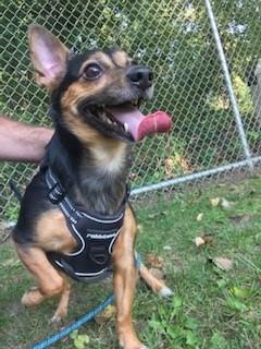 Enlarge Milo, an adoption pending mixed breed in South Royalton, VT image 1/1