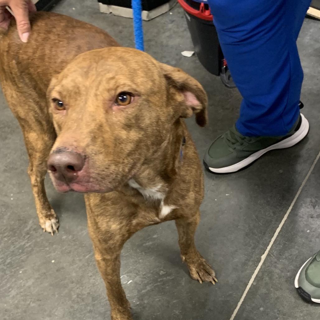 Goldilocks, Adoptable, Adult Female Mixed Breed.