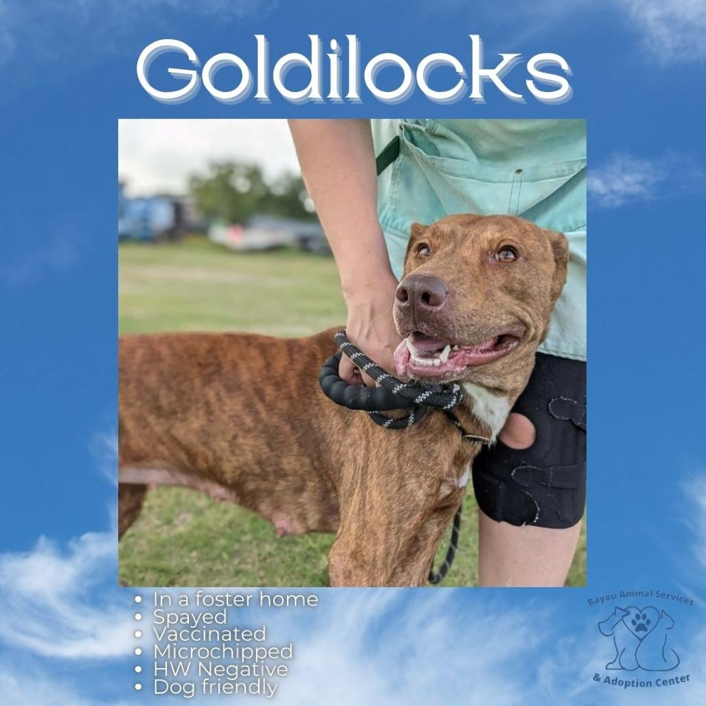 Enlarge Goldilocks, a Adoptable Mixed Breed in Dickinson, TX image 3/6
