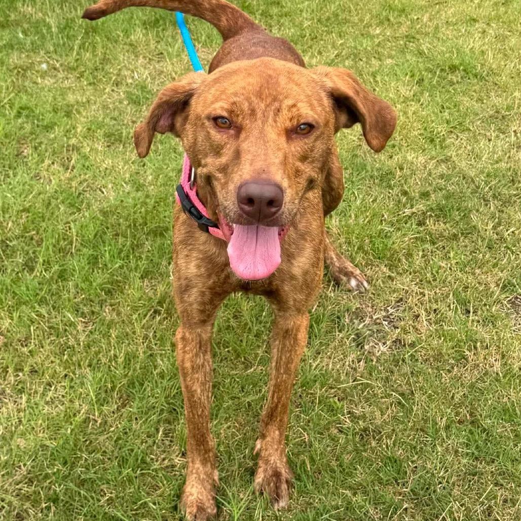 Enlarge Goldilocks, a Adoptable Mixed Breed in Dickinson, TX image 3/6