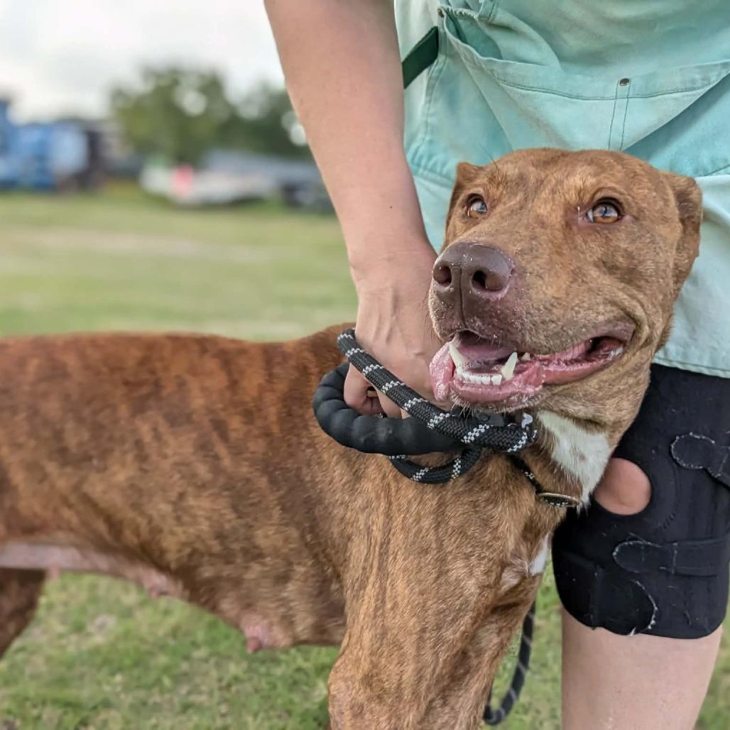 Enlarge Goldilocks, a Adoptable Mixed Breed in Dickinson, TX image 4/6