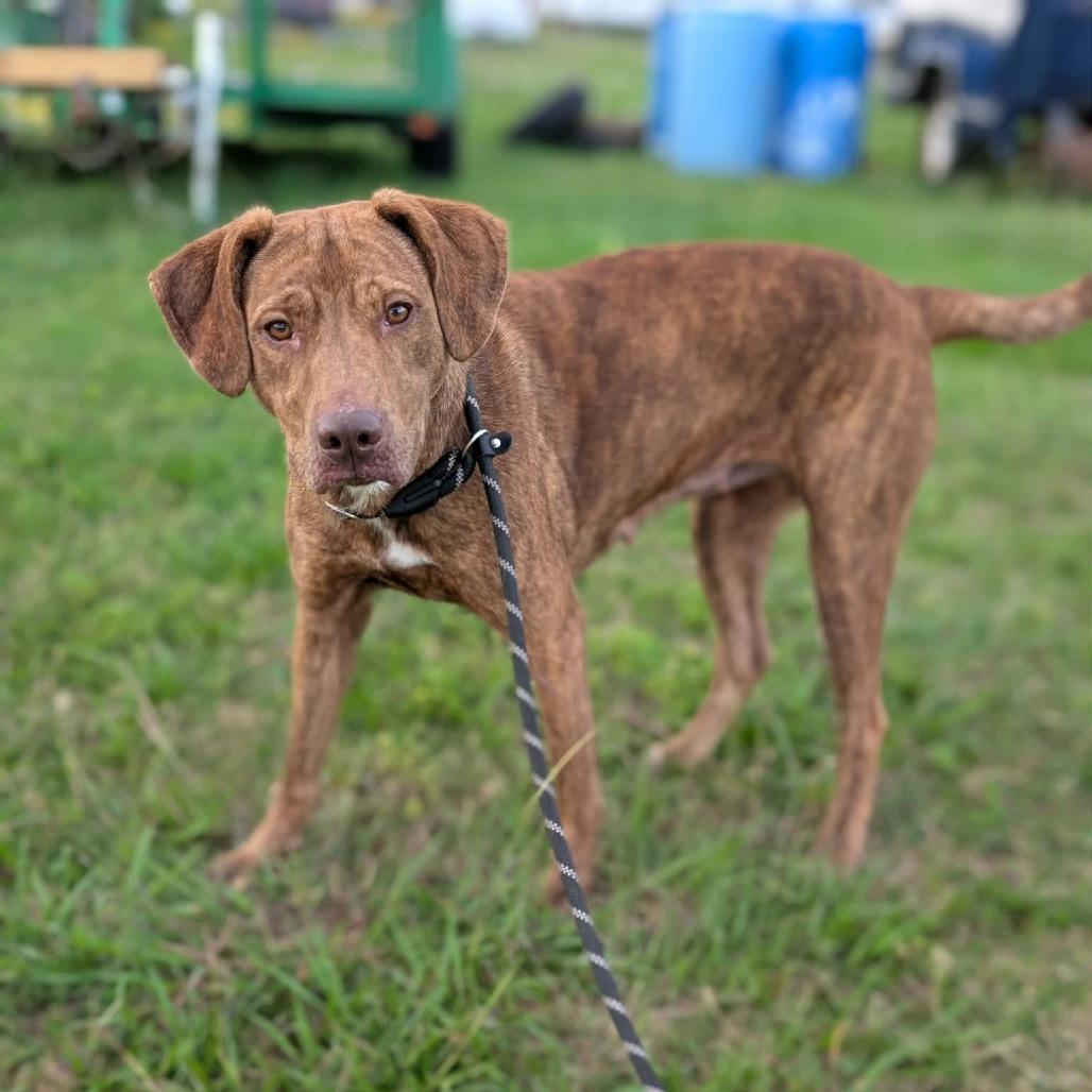Enlarge Goldilocks, a Adoptable Mixed Breed in Dickinson, TX image 5/6