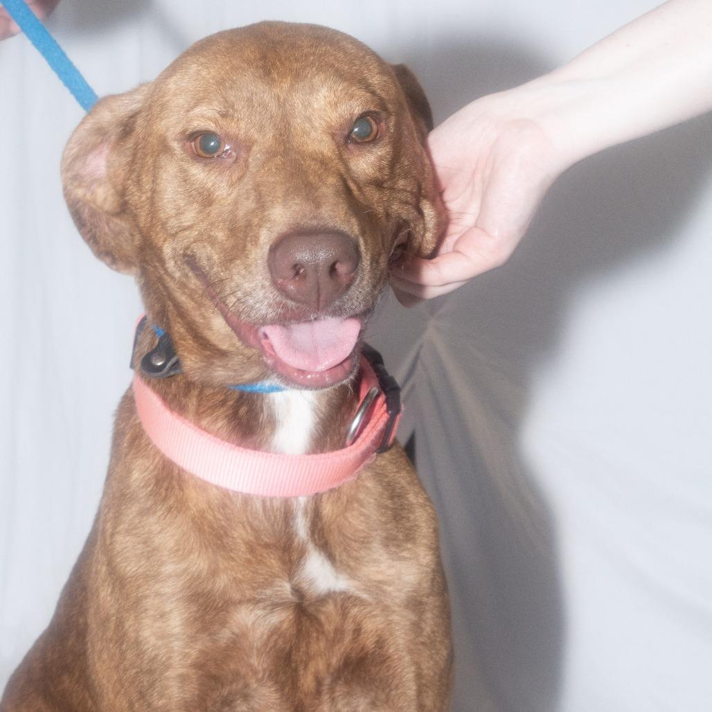 Enlarge Goldilocks, a Adoptable Mixed Breed in Dickinson, TX image 6/6