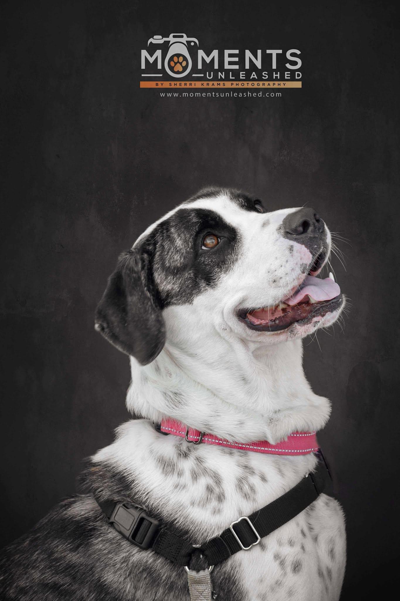 Annabelle, a Adoptable mixed breed in Myakka City, FL image 5/6