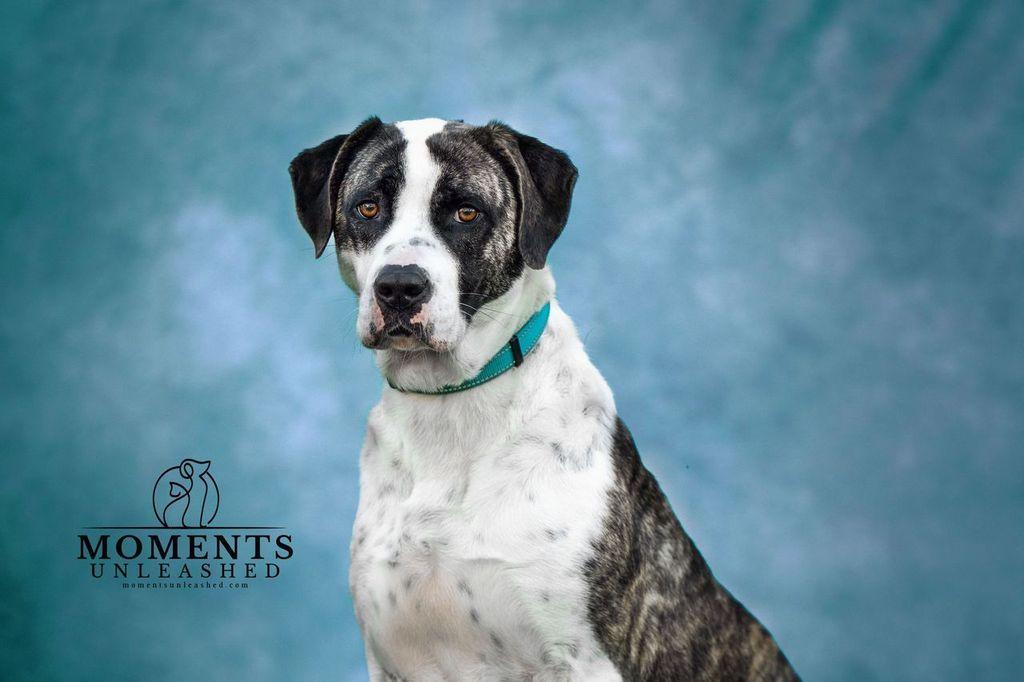 Enlarge Annabelle, a Adoptable mixed breed in Myakka City, FL image 2/6