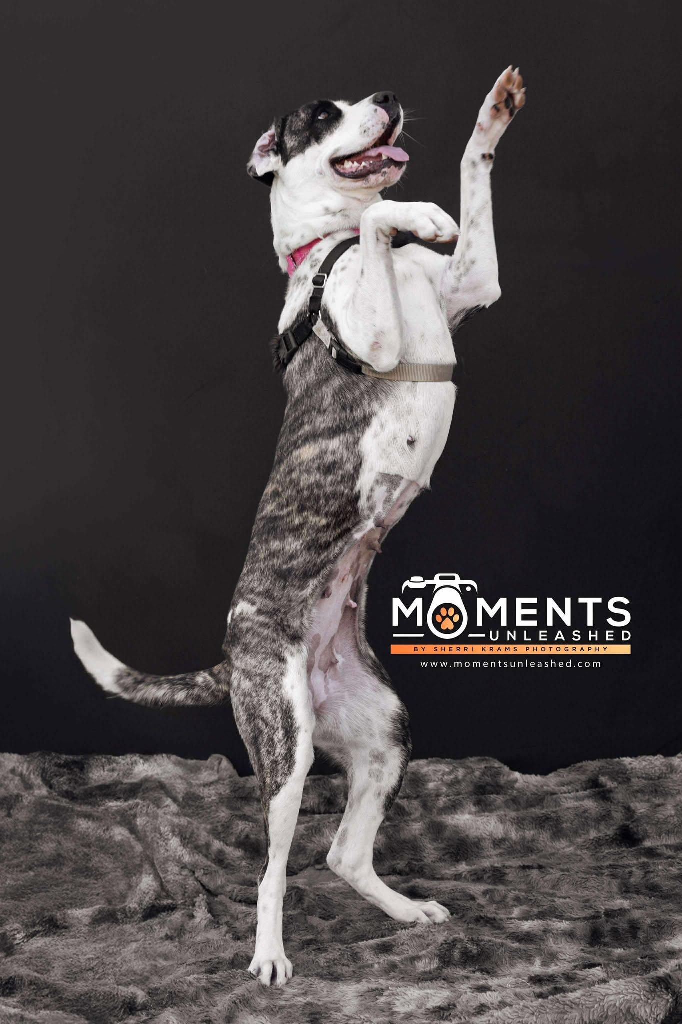 Annabelle, a Adoptable mixed breed in Myakka City, FL image 4/6