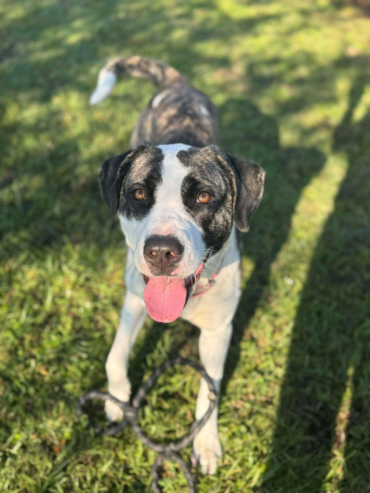 Annabelle, a Adoptable mixed breed in Myakka City, FL image 1/6