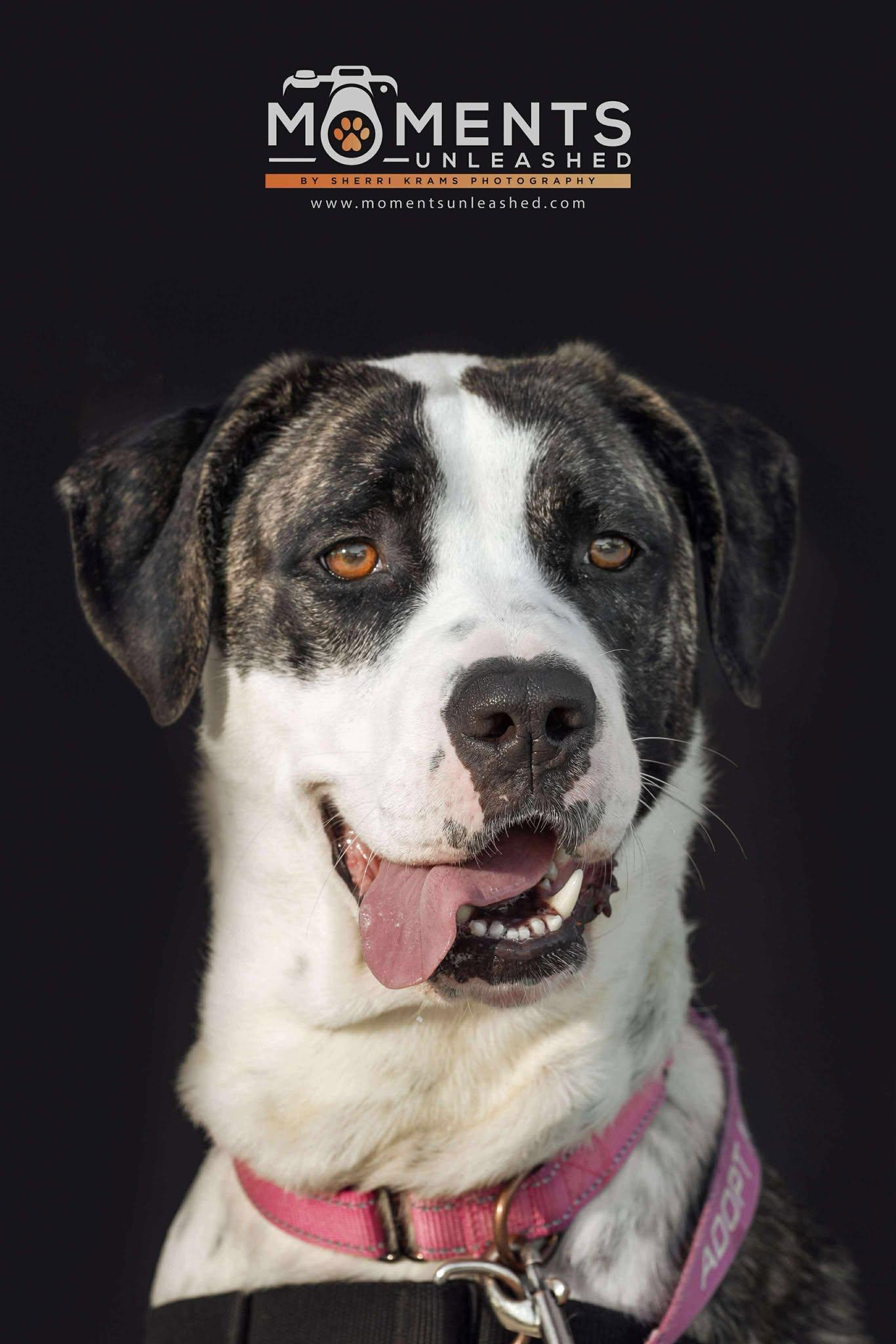 Annabelle, a Adoptable mixed breed in Myakka City, FL image 2/6