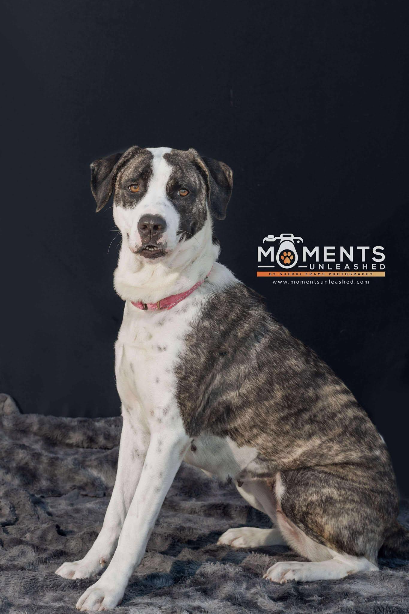 Annabelle, a Adoptable mixed breed in Myakka City, FL image 3/6