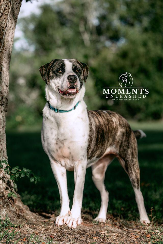 Enlarge Annabelle, a Adoptable mixed breed in Myakka City, FL image 6/6