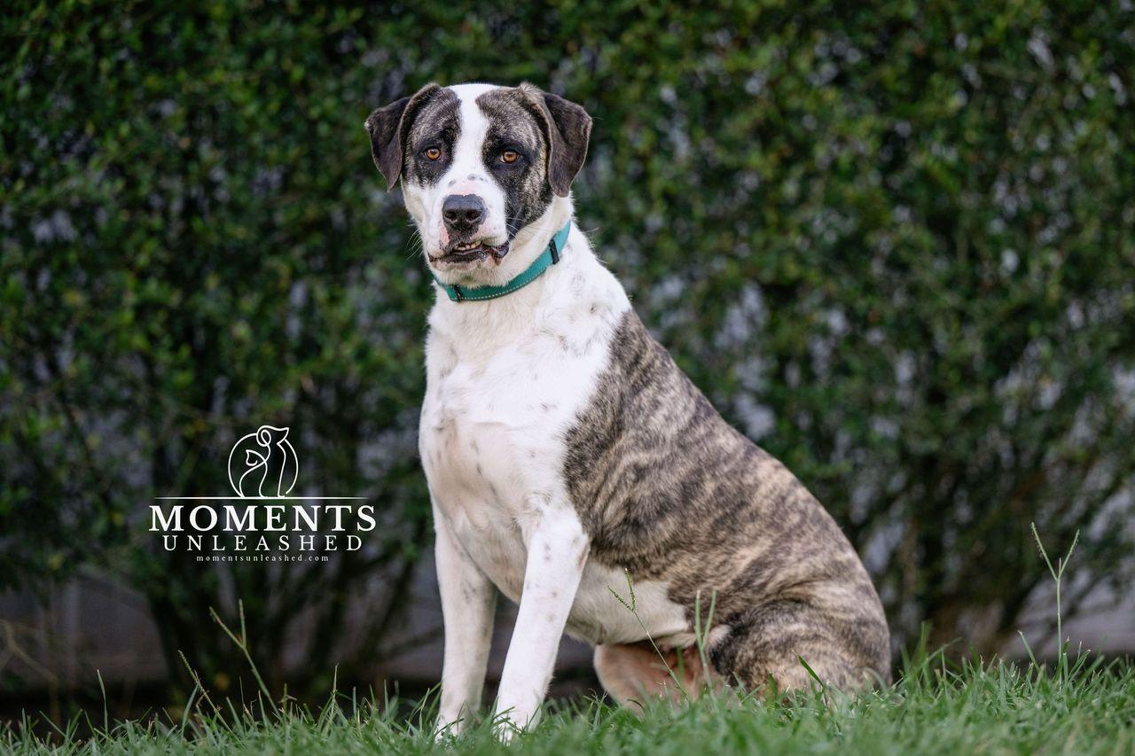 Enlarge Annabelle, a Adoptable mixed breed in Myakka City, FL image 5/6