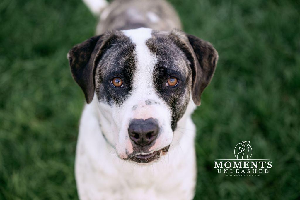 Annabelle, Adoptable, Adult Female Catahoula Leopard Dog & Terrier.