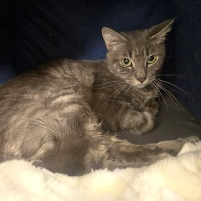 Latte, an adoptable Domestic Short Hair in Phoenixville, PA image 2/3