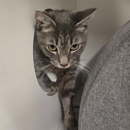 Latte, adoptable, Adult Female Domestic Short Hair.