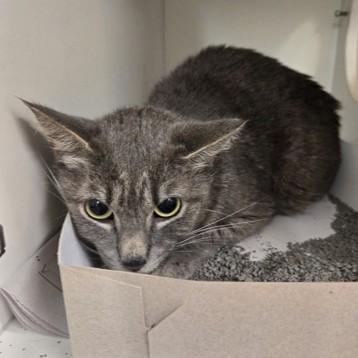 Latte, an adoptable Domestic Short Hair in Phoenixville, PA image 3/3