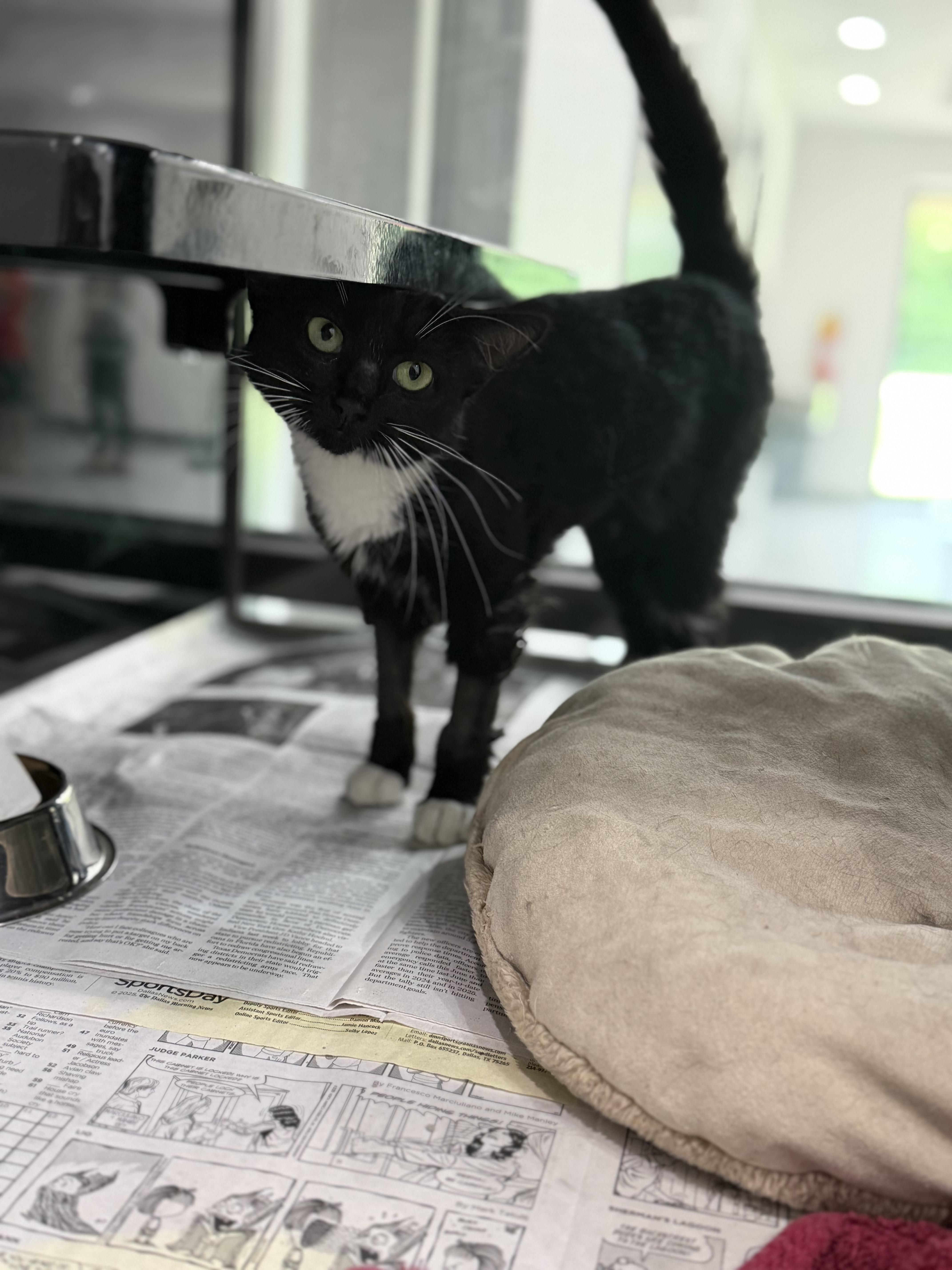 Enlarge Tickles, a Adoptable Domestic Short Hair in Sherman, TX image 3/4