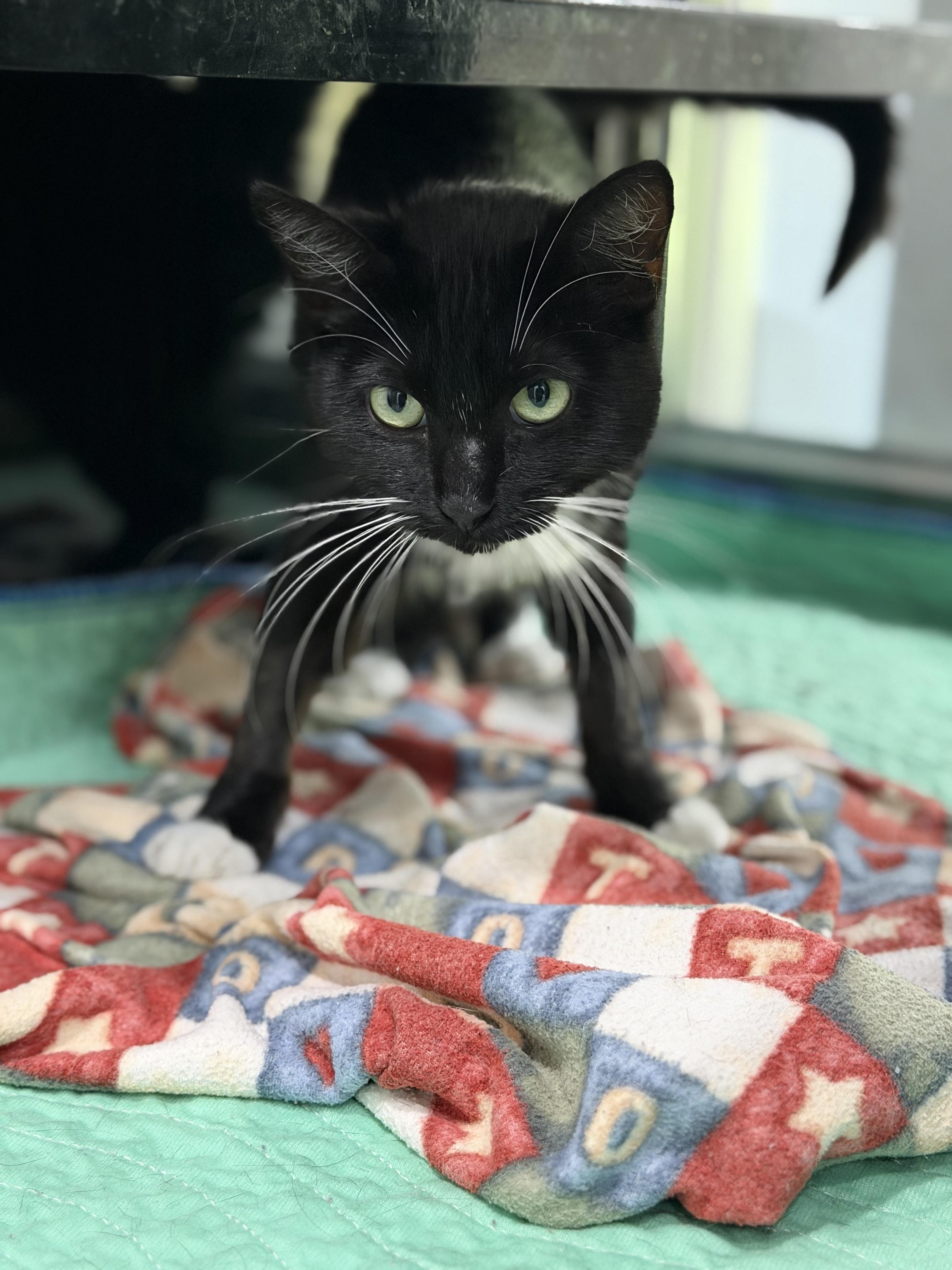 Enlarge Tickles, a Adoptable Domestic Short Hair in Sherman, TX image 4/4