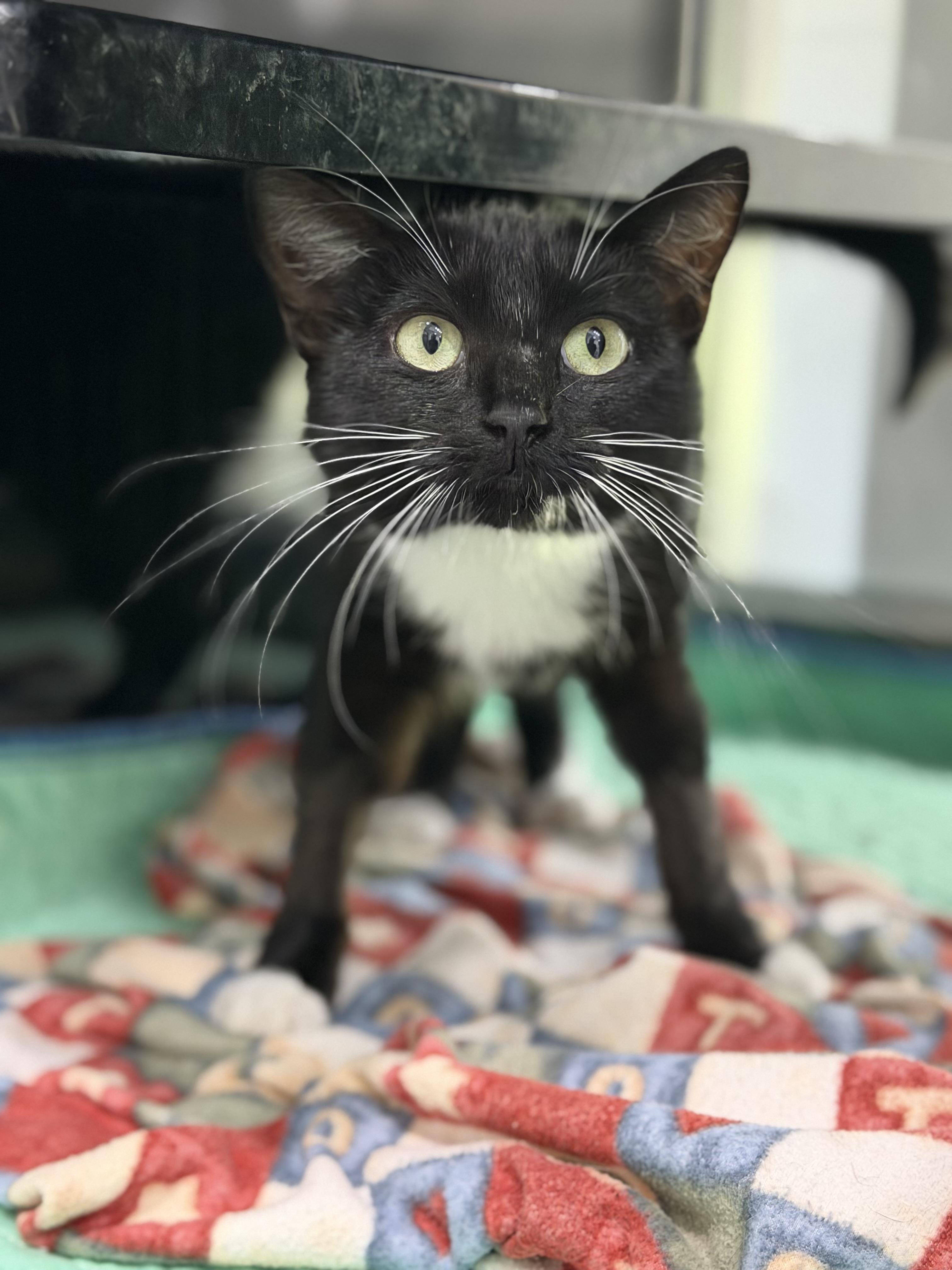 Enlarge Tickles, a Adoptable Domestic Short Hair in Sherman, TX image 1/4