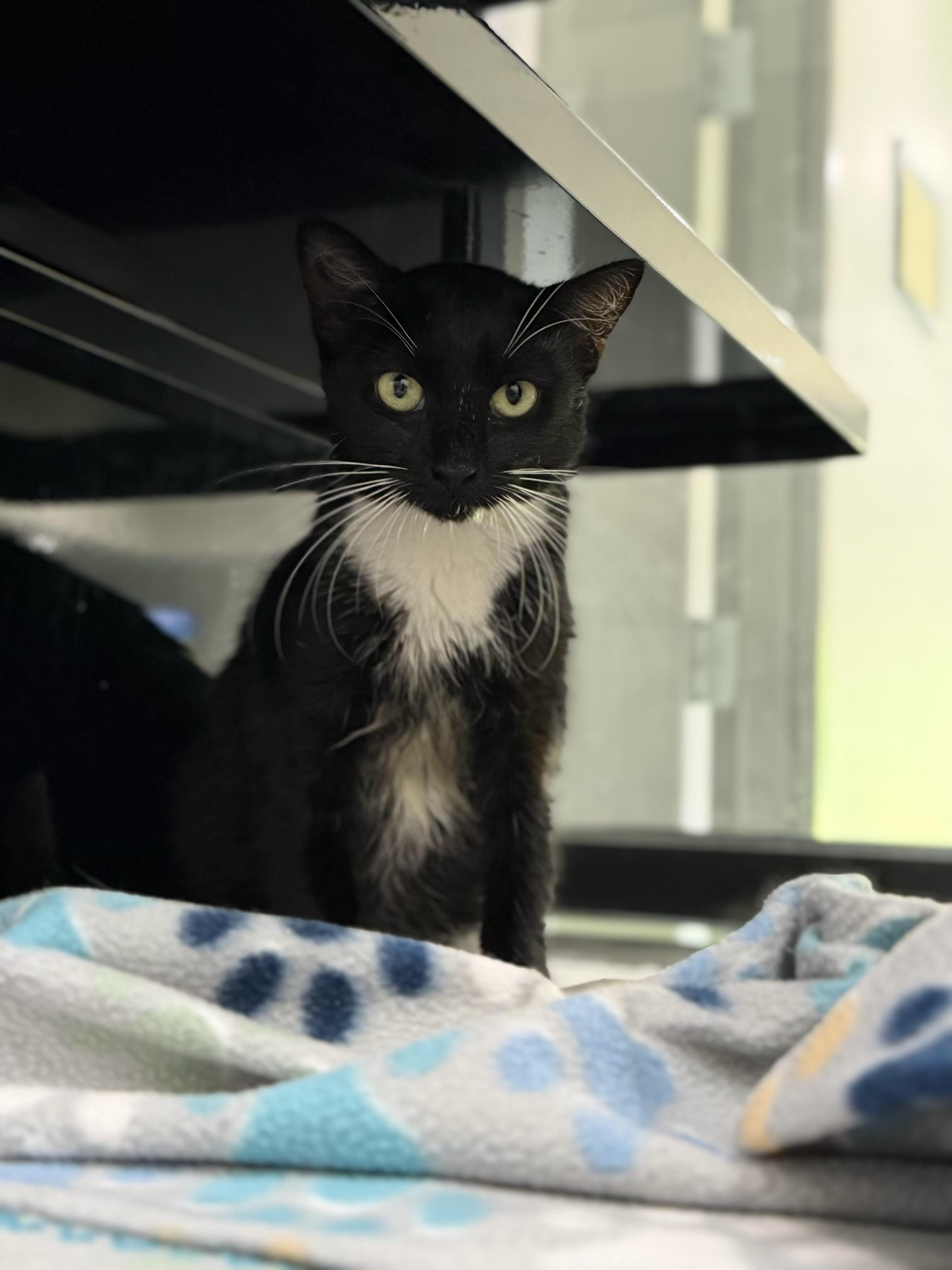 Enlarge Tickles, a Adoptable Domestic Short Hair in Sherman, TX image 2/4