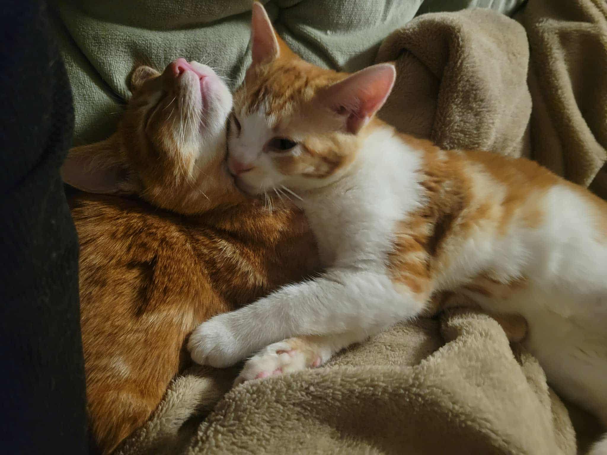 Enlarge Mac & Cheese (bonded) , a ADOPTABLE mixed breed in Encinitas, CA image 1/6