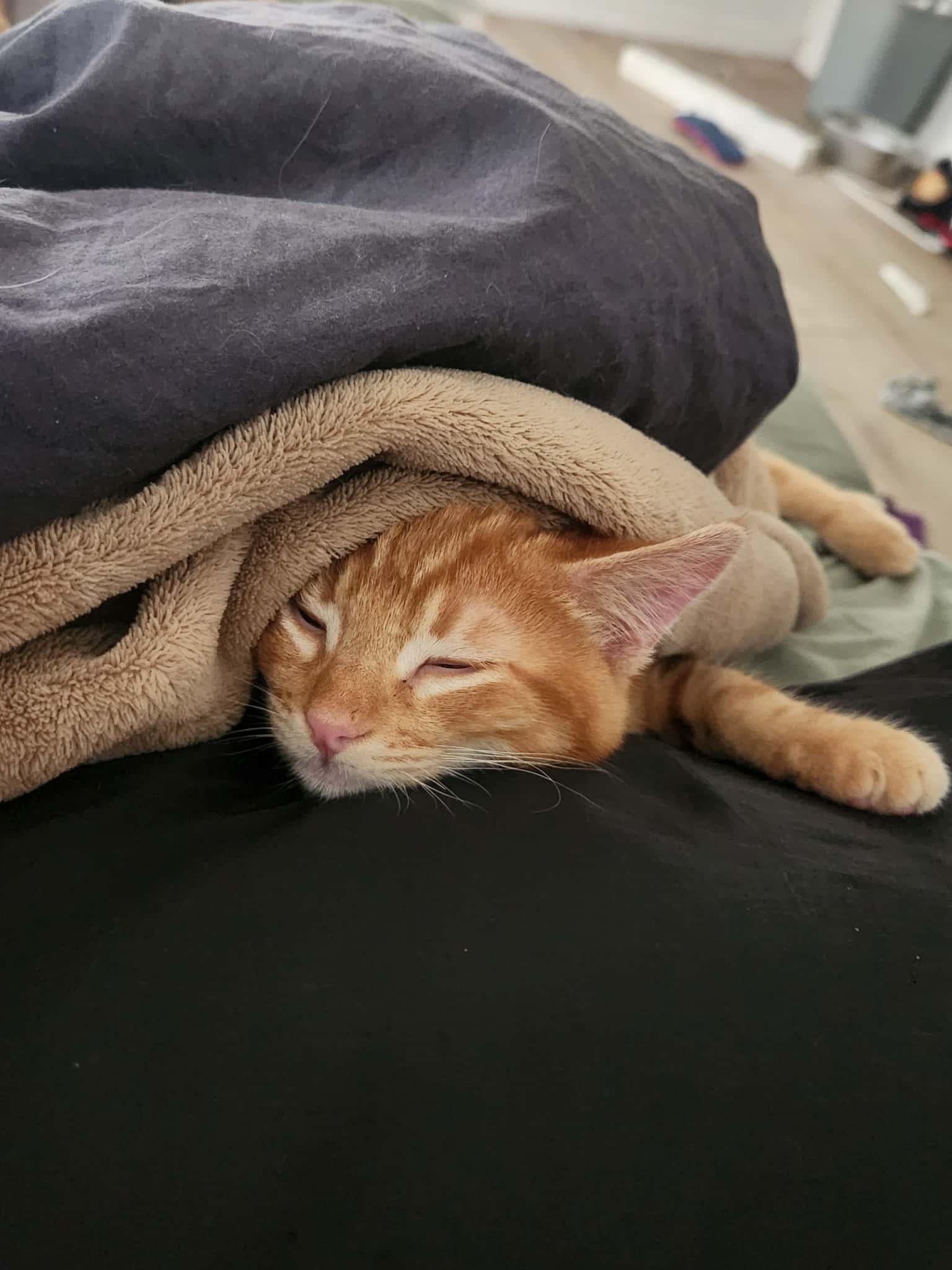 Enlarge Mac & Cheese (bonded) , a ADOPTABLE mixed breed in Encinitas, CA image 2/6