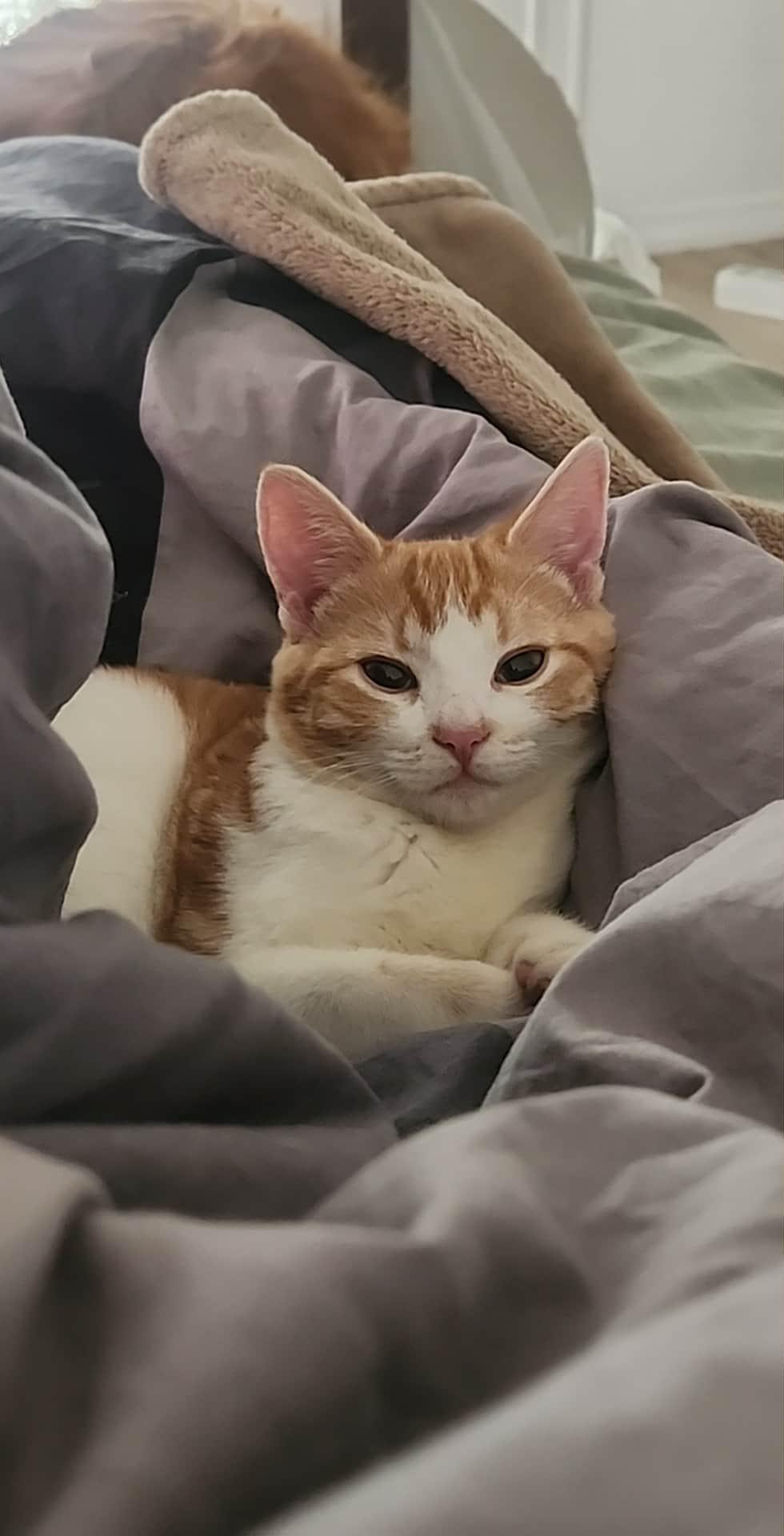 Enlarge Mac & Cheese (bonded) , a ADOPTABLE mixed breed in Encinitas, CA image 3/6