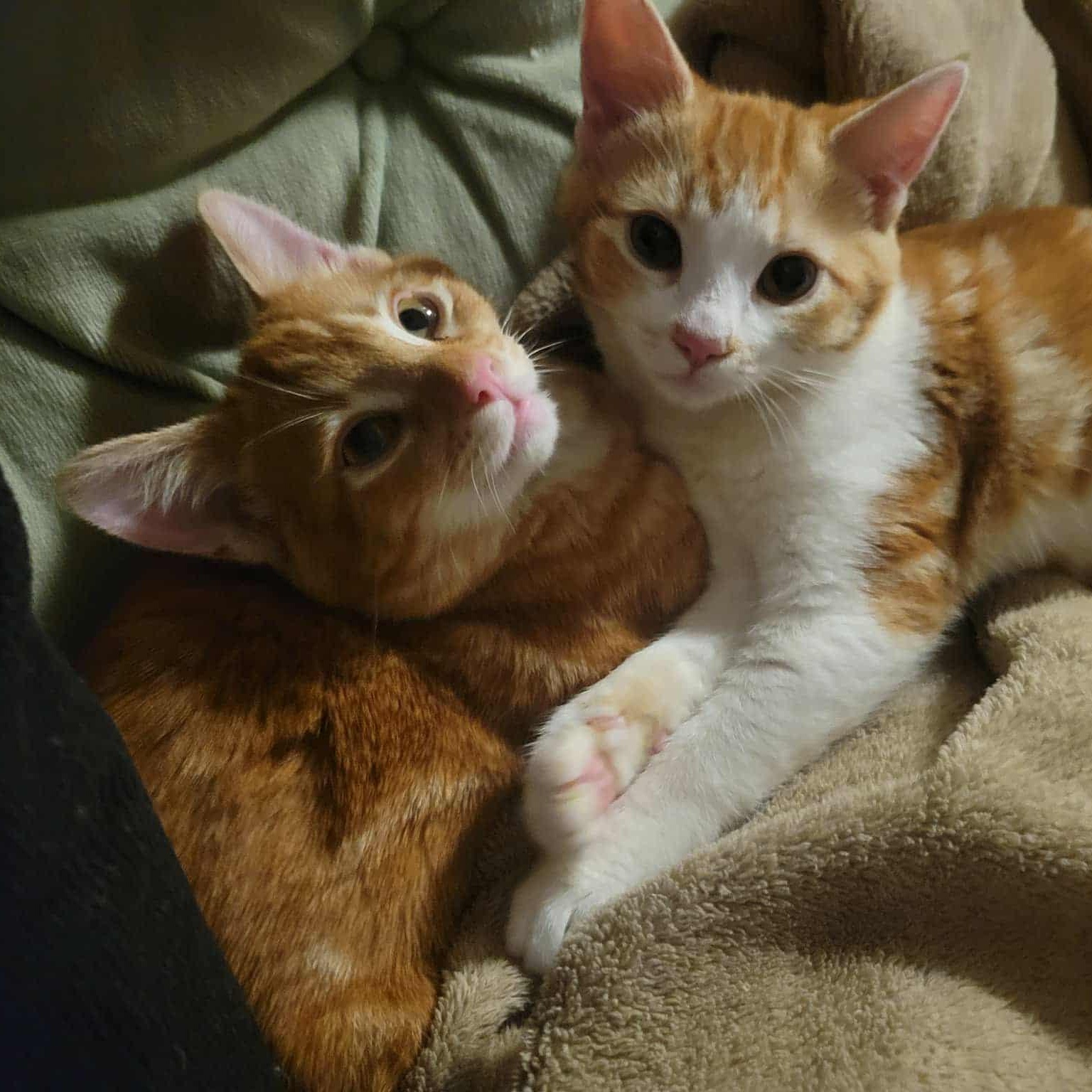 Enlarge Mac & Cheese (bonded) , a ADOPTABLE mixed breed in Encinitas, CA image 4/6