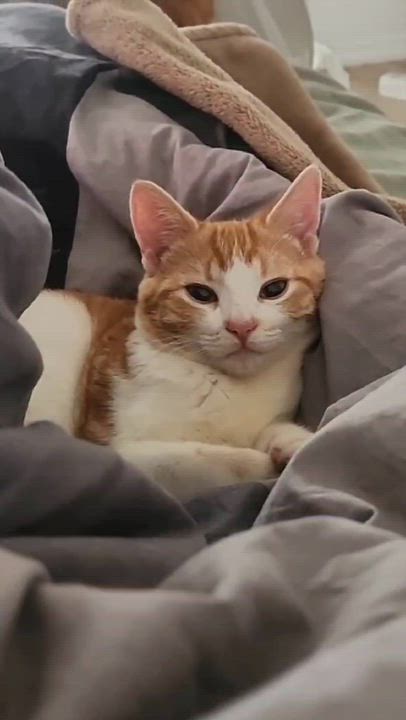 Enlarge Mac & Cheese (bonded) , a ADOPTABLE mixed breed in Encinitas, CA video 6/6