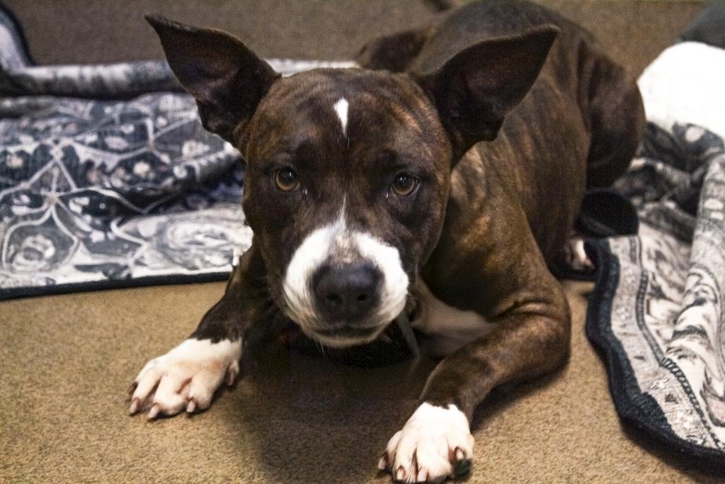Big Frankie, Adoptable, Adult Female Mixed Breed.