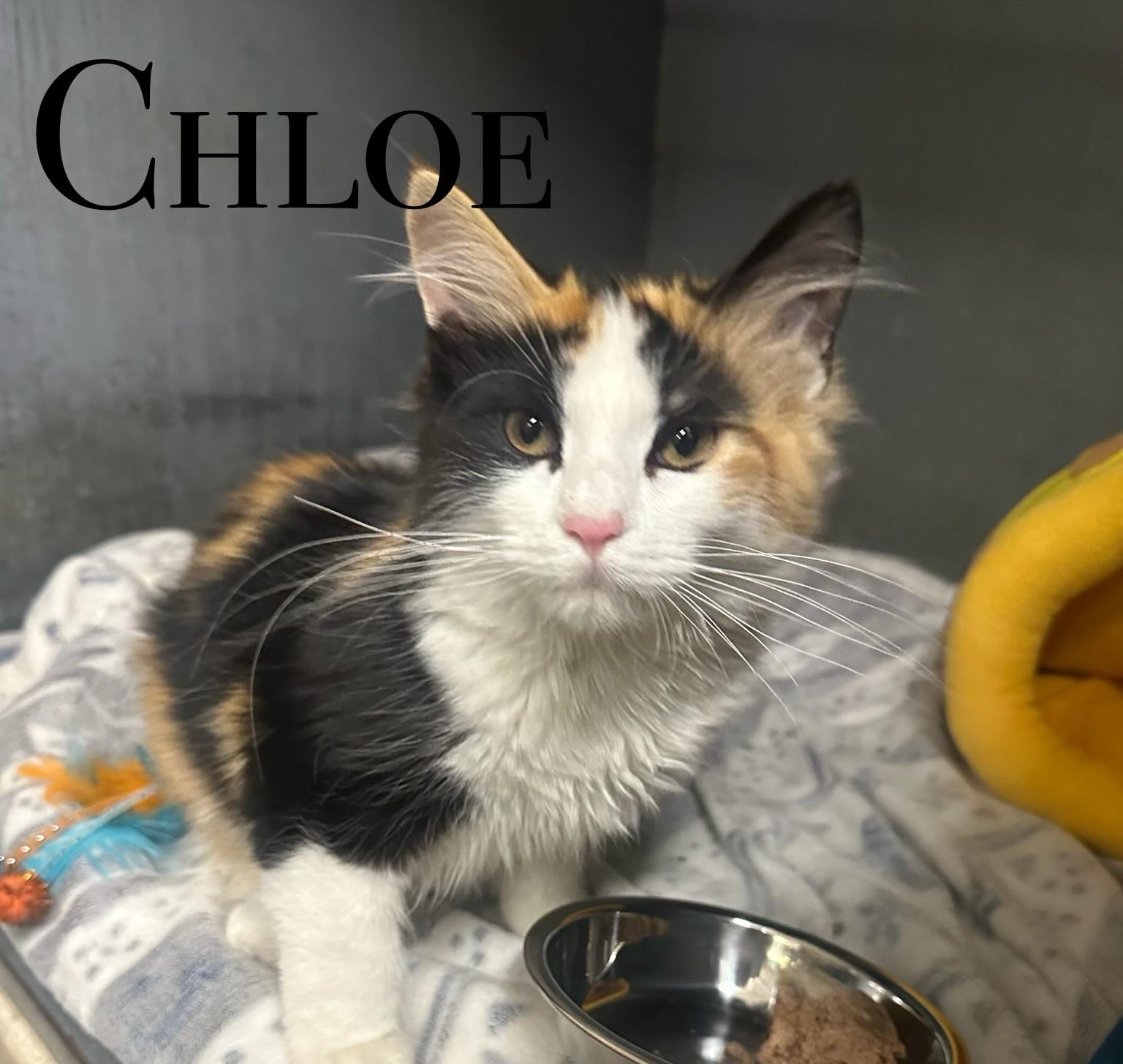 Chloe, an adoptable Domestic Long Hair in Craig, CO, 81625 | Photo Image 1