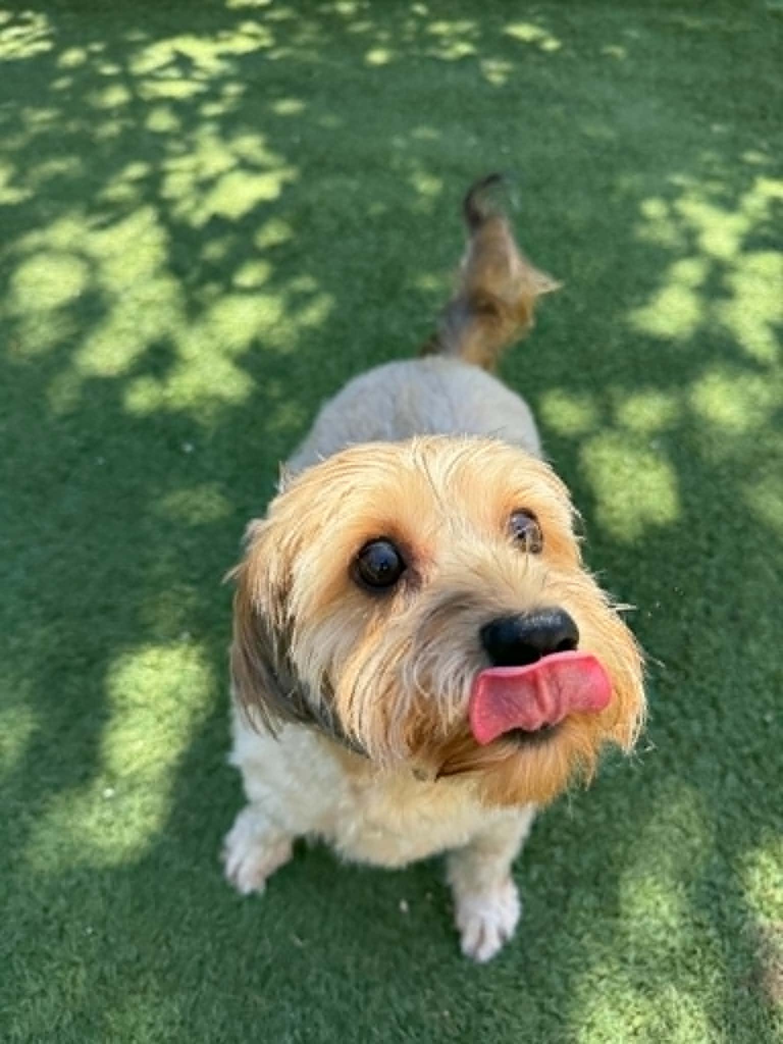Dixie, a ADOPTABLE Yorkie Poo in Groton, CT image 2/2